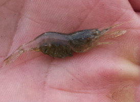 Sand Shrimp